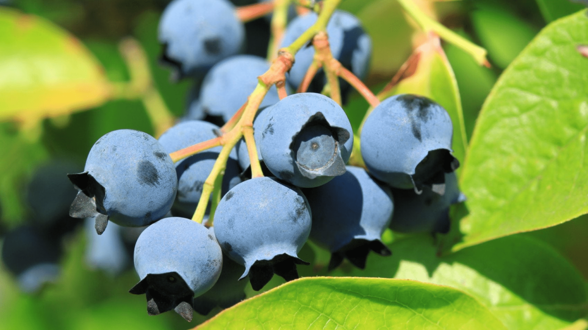 Blueberries (Dwarf Varieties)