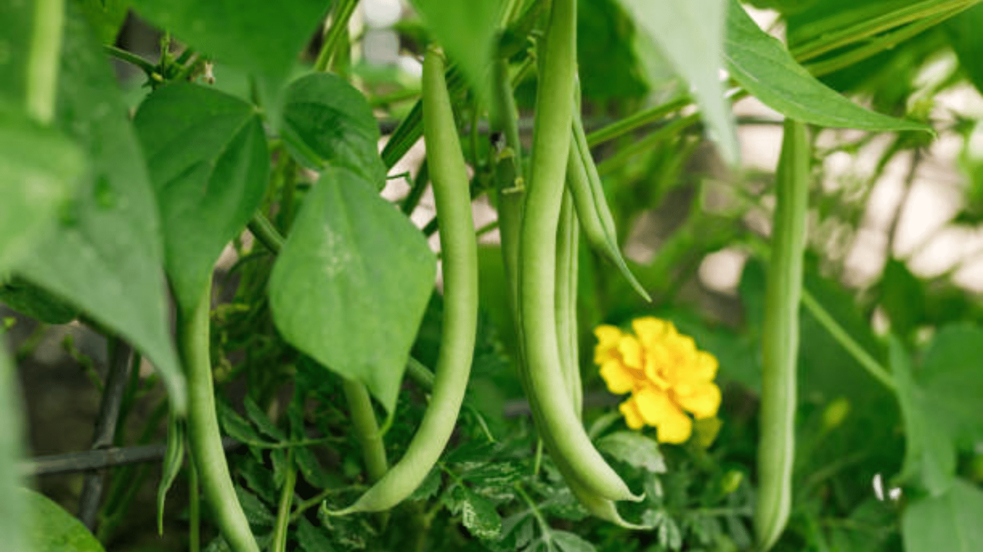 Bush Beans