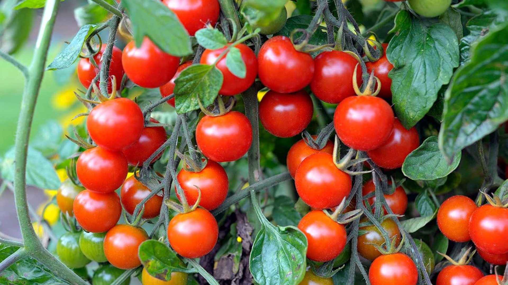 Cherry Tomatoes