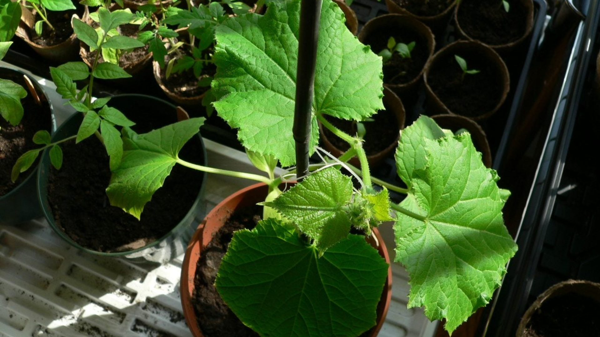 Cucumbers (Bush Variety)