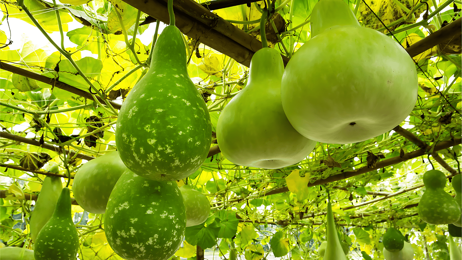 Gourds