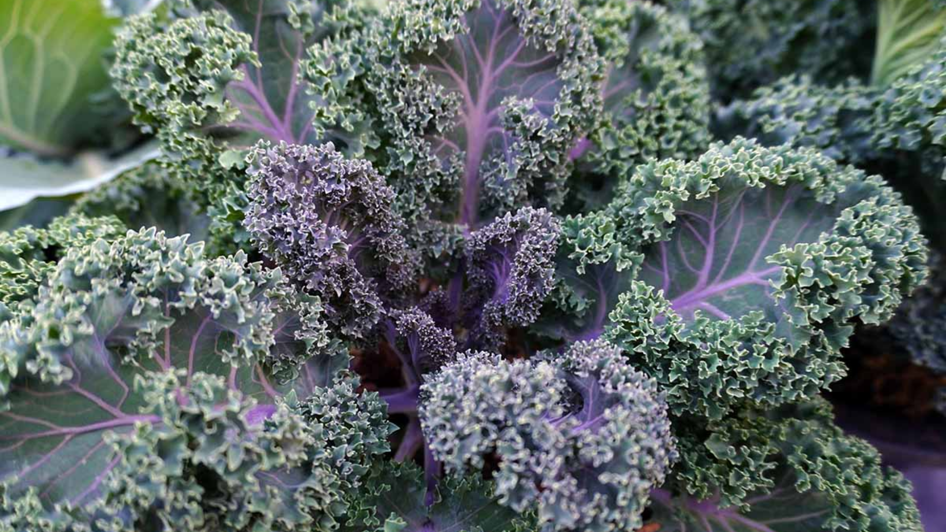 Kale