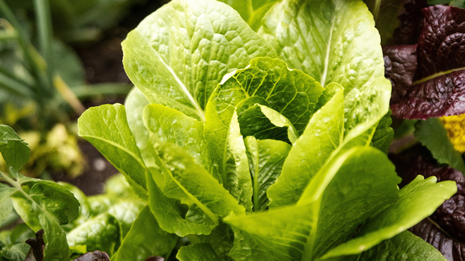 Lettuce Looseleaf or Romaine