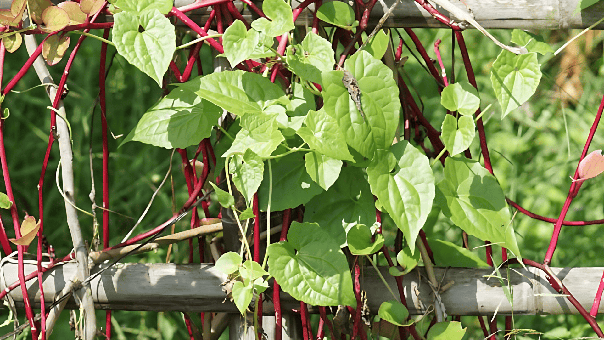 Malabar Spinach