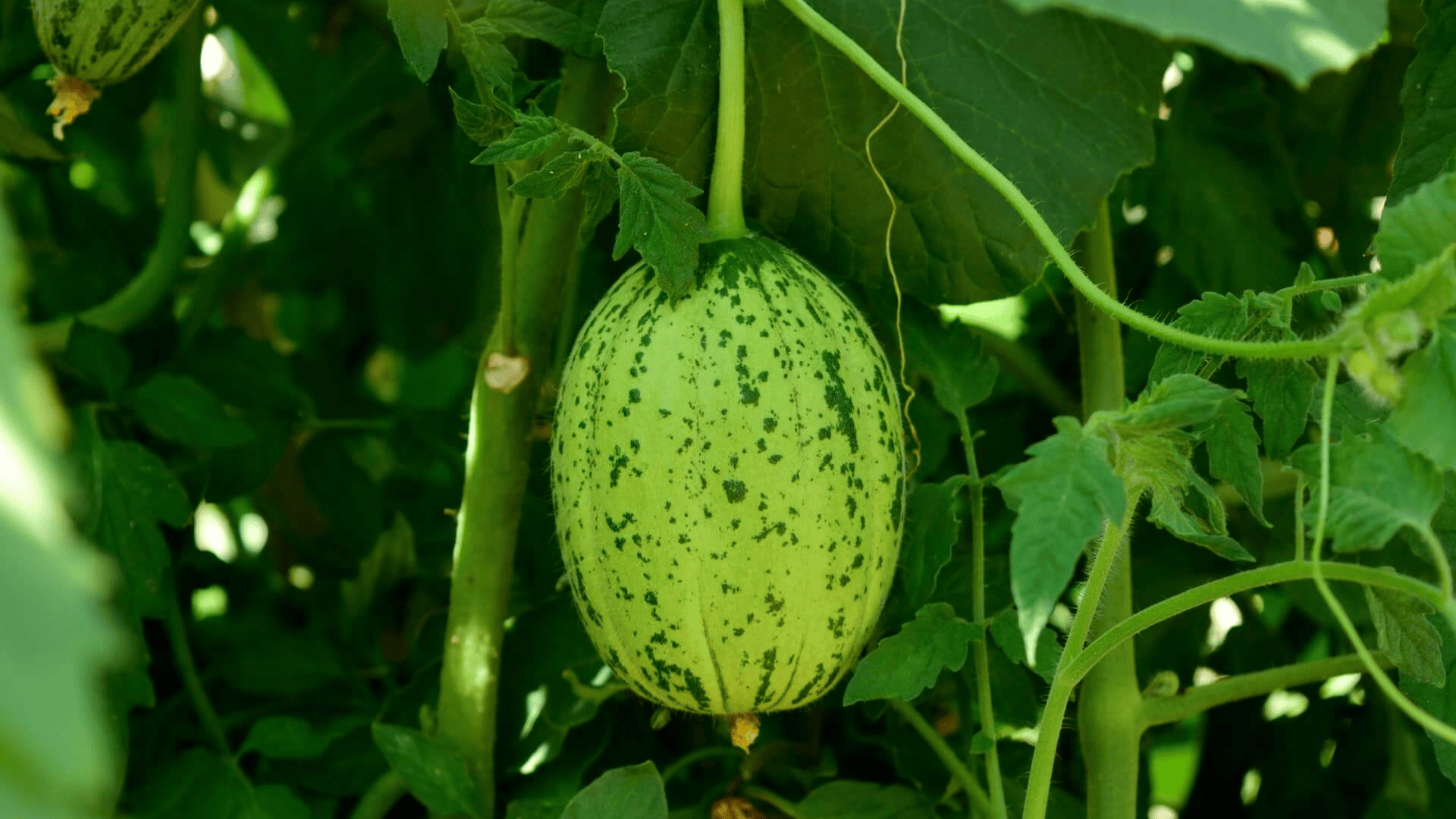 Melons Small Types