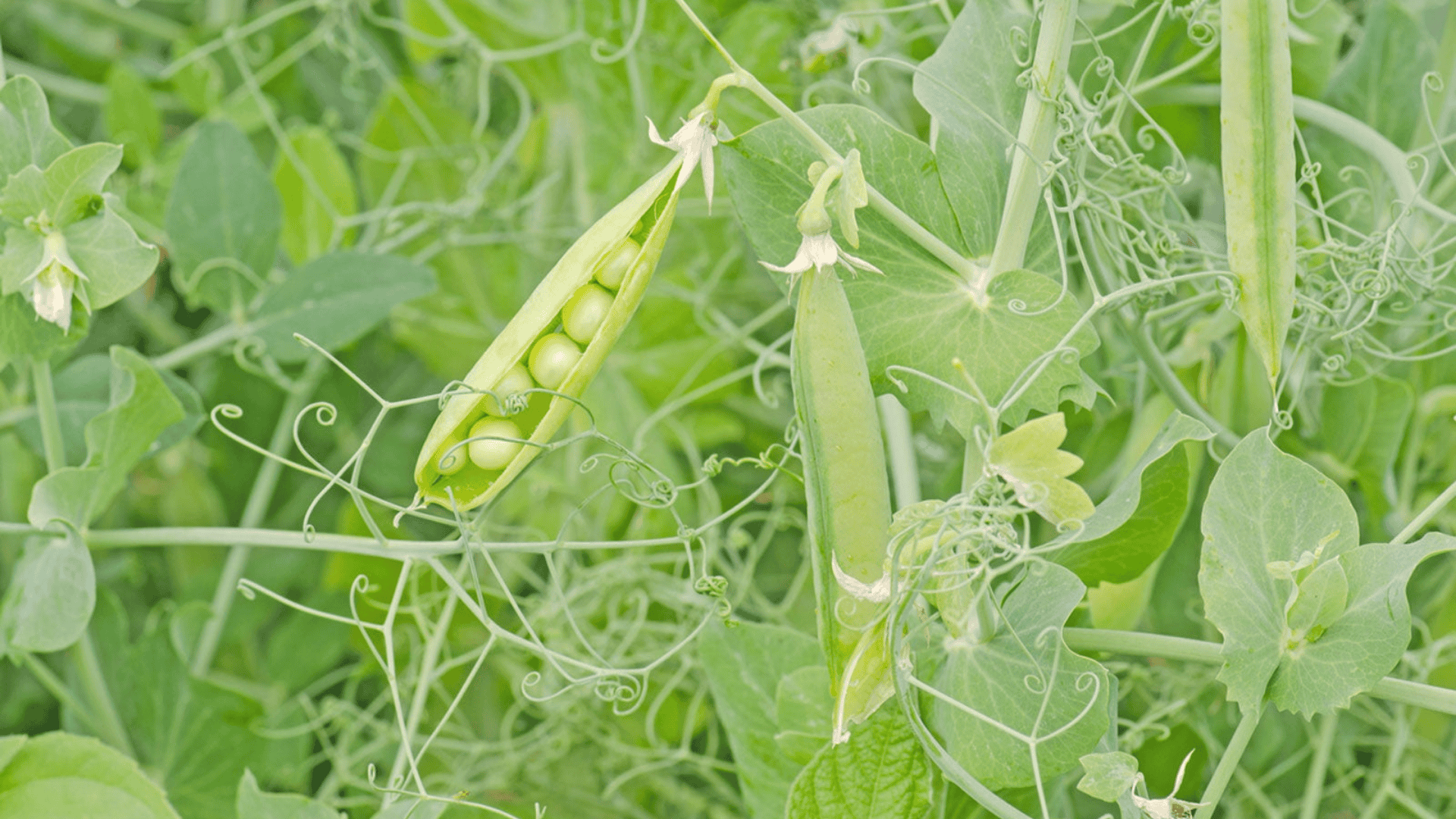 Peas