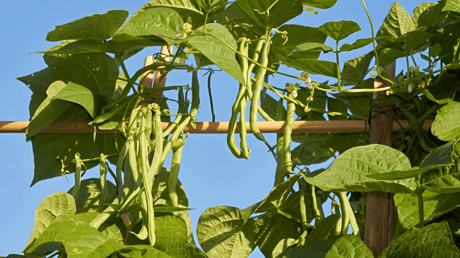 Pole Beans