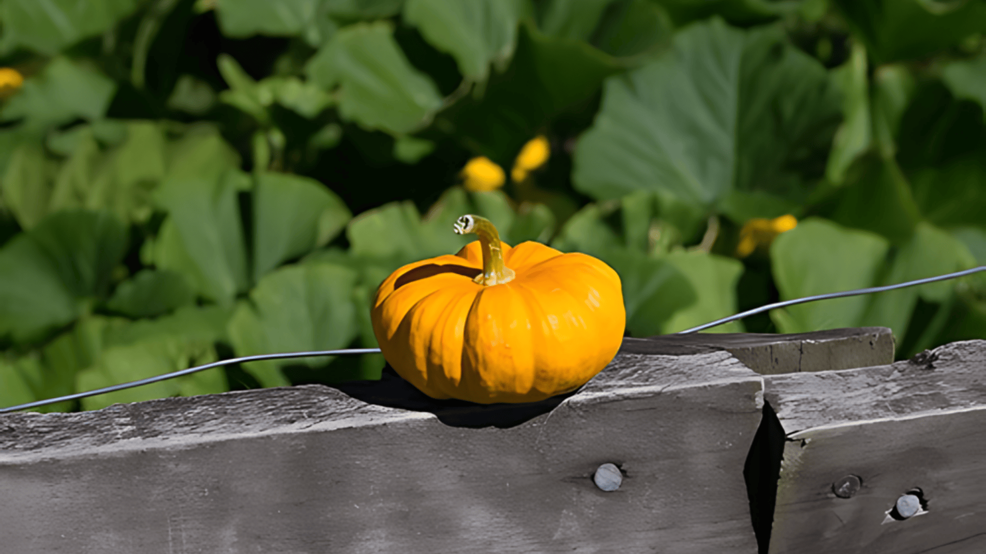 Pumpkins Mini Varieties