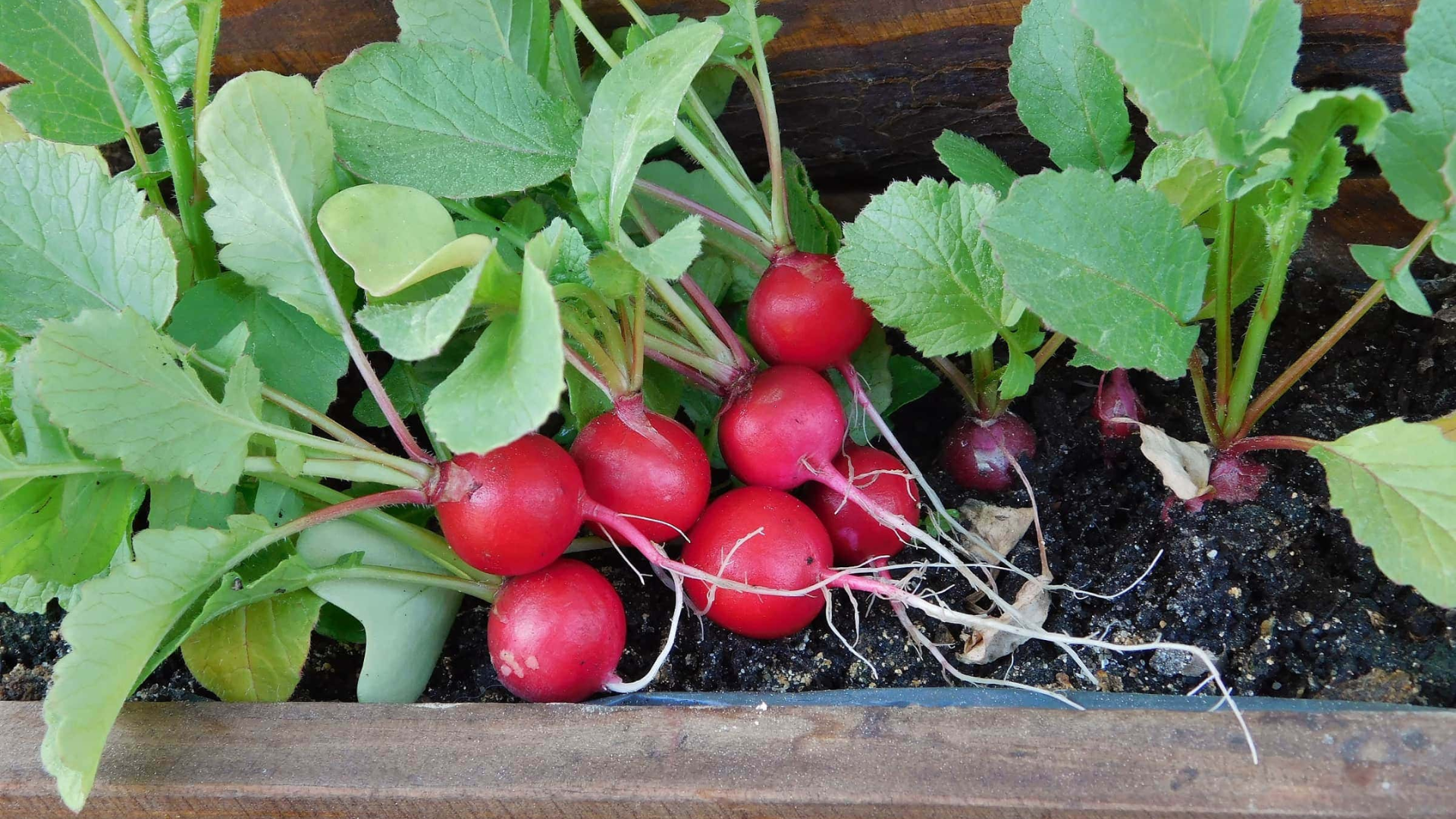 Radishes