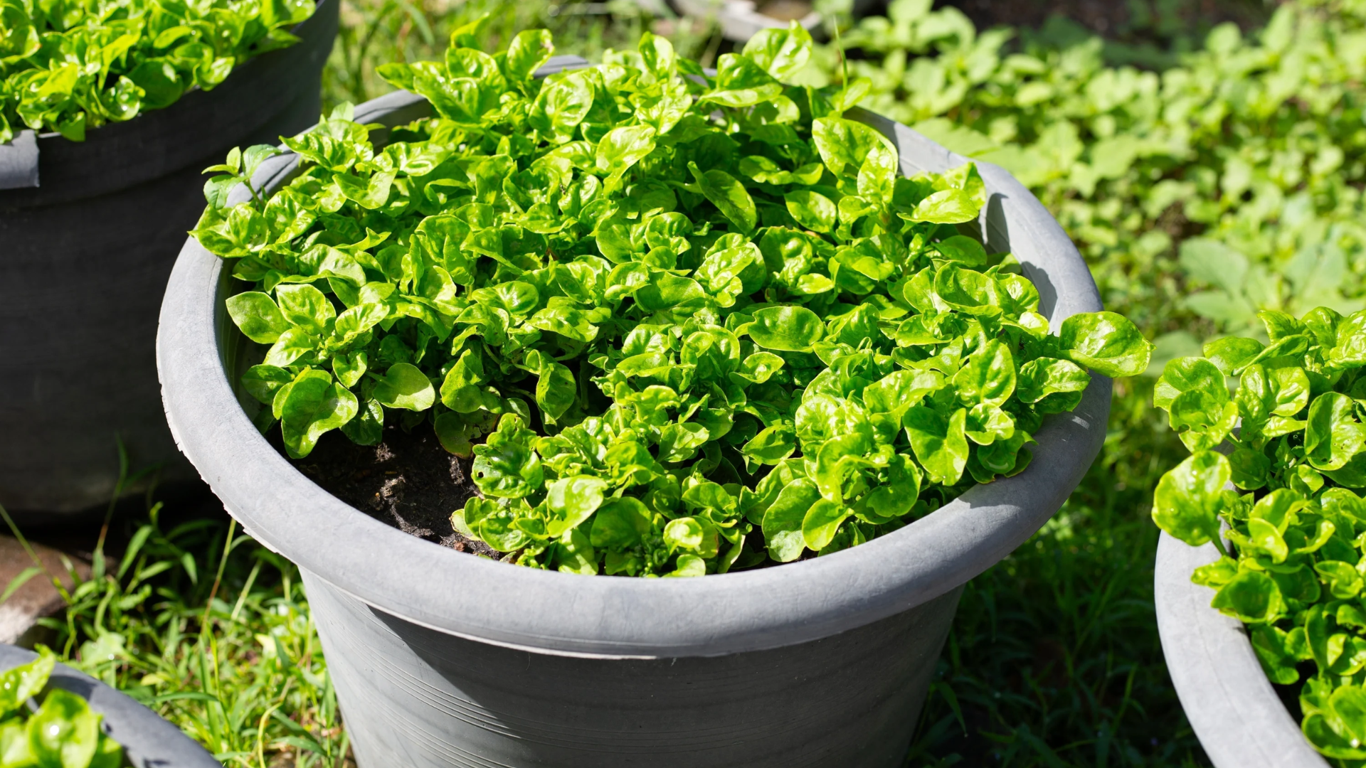 Spinach