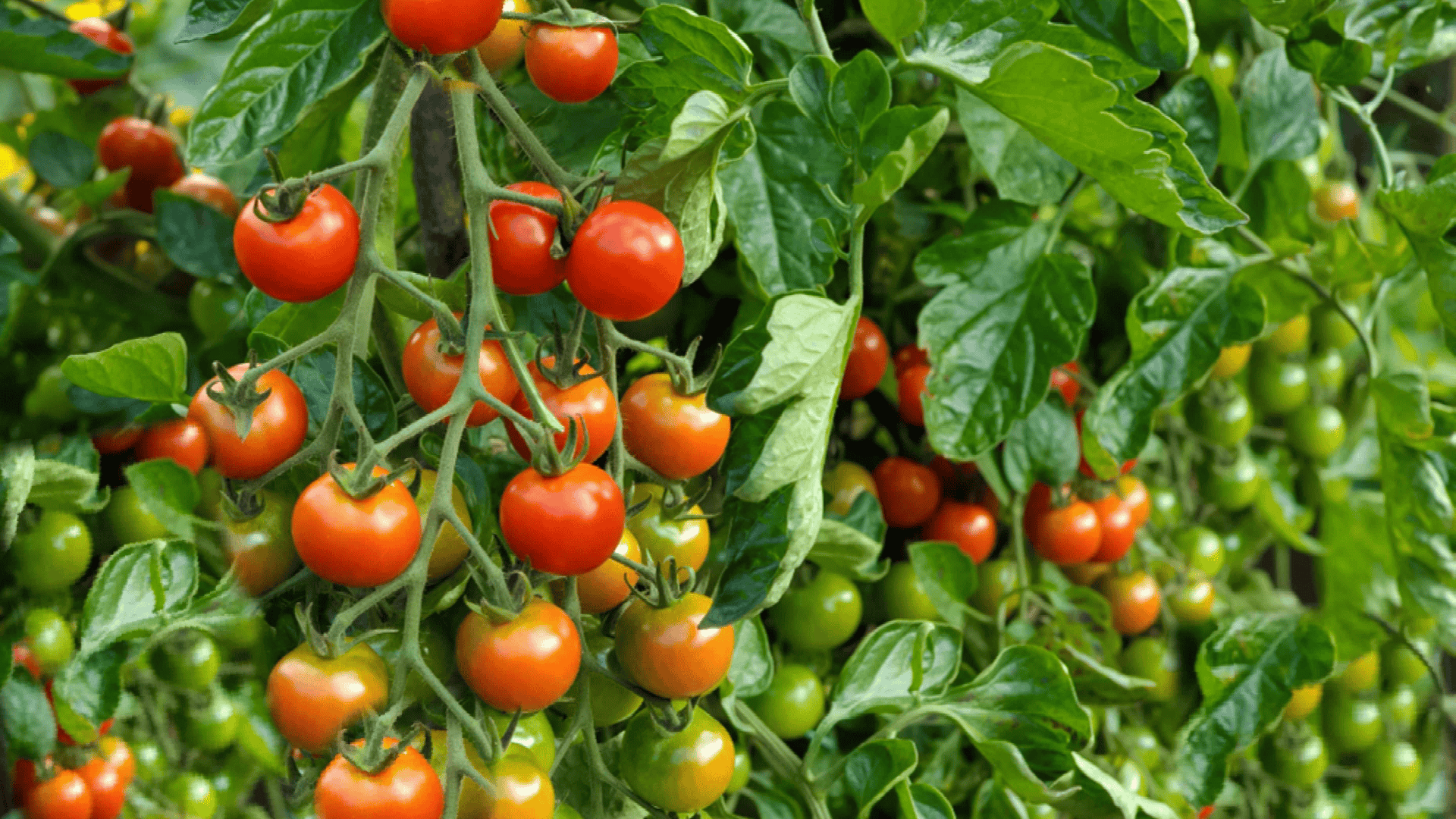 Tomatoes Indeterminate