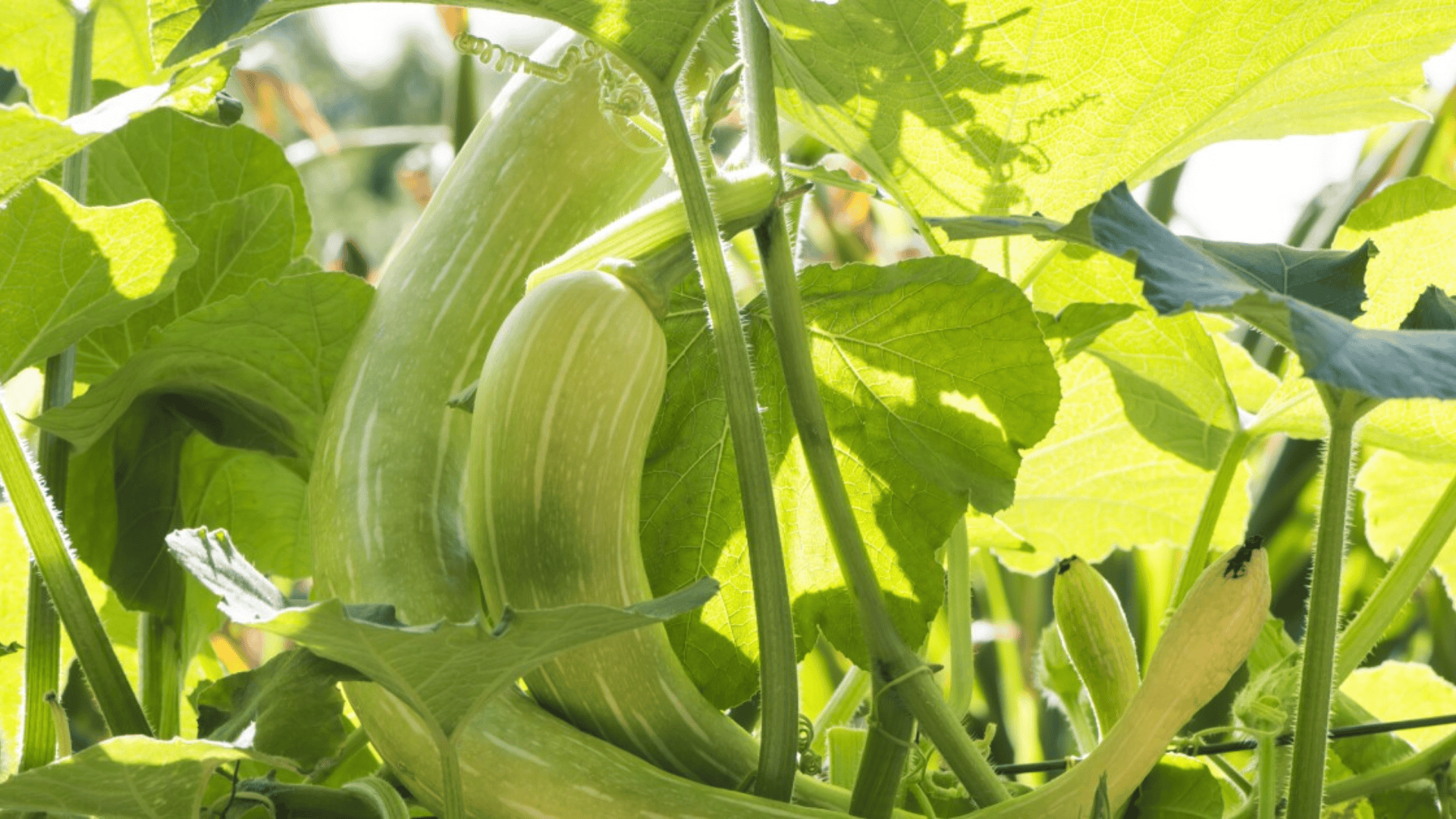 Zucchini Vining Varieties